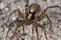Pardosa_lugubris_D7414_Z_89_NP De Hoge Veluwe_Nederland